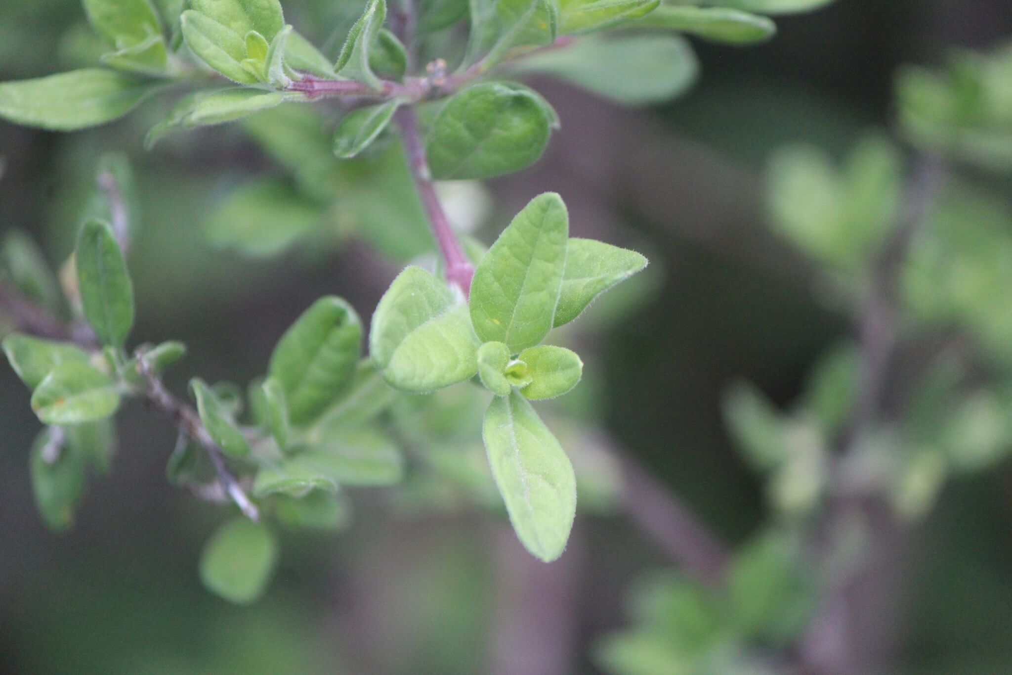 Citharexylum lycioides